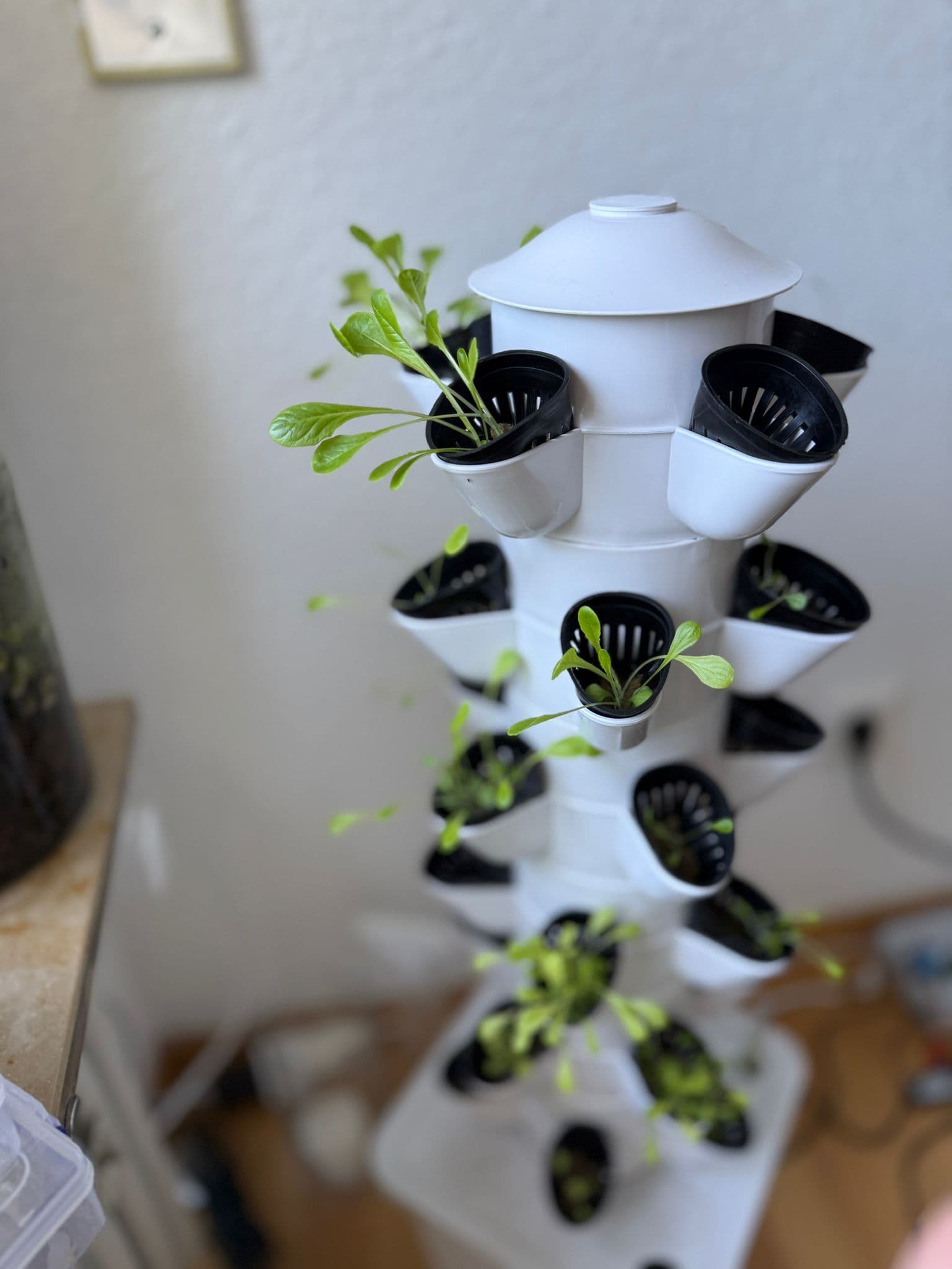 GrowFlow Tower mit jungen Salatpflanzen