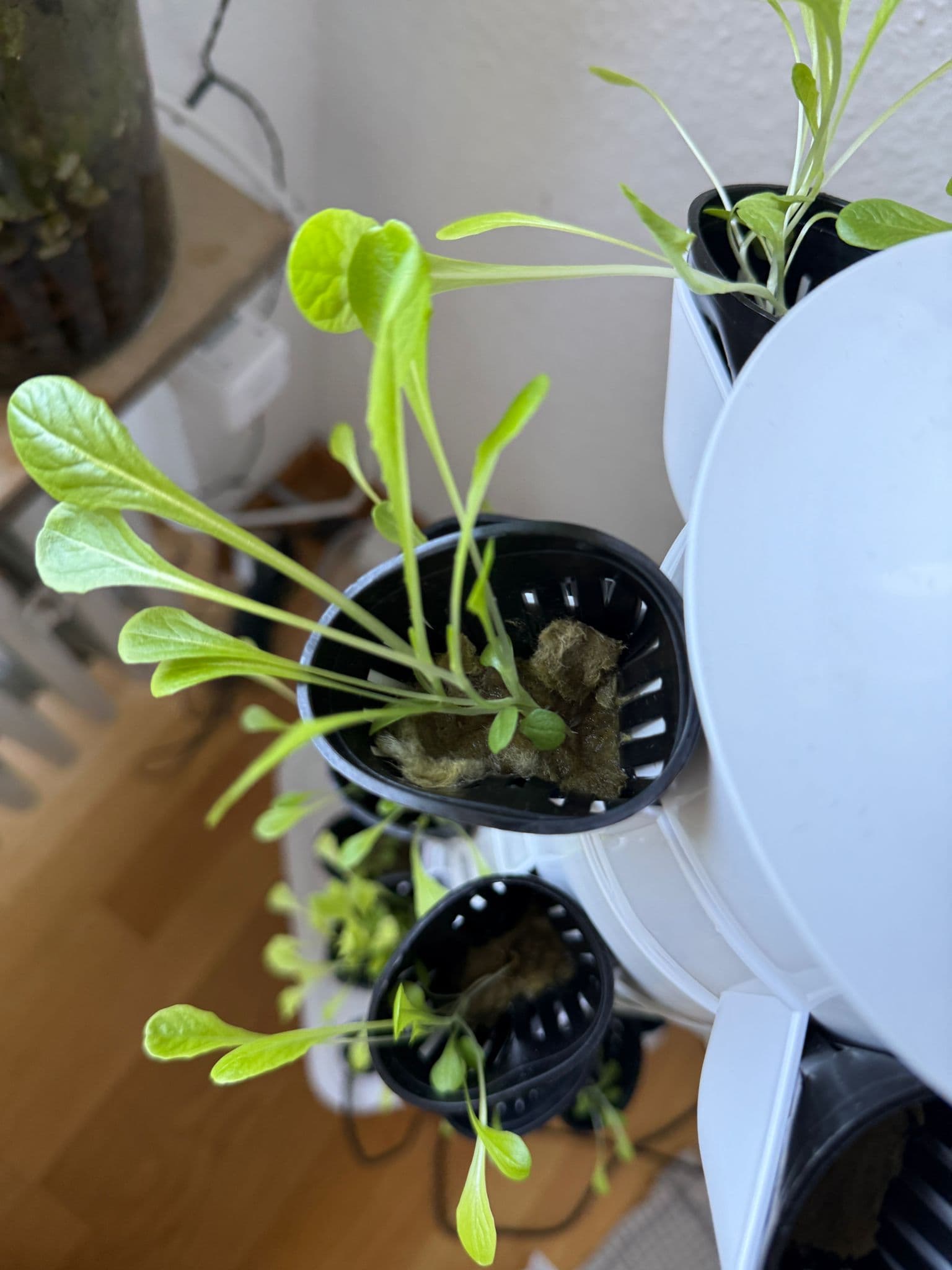 Detailansicht Hydroponik-Pods